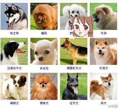 八个狗宝宝怎么起名字（七个狗宝宝名字大全）
