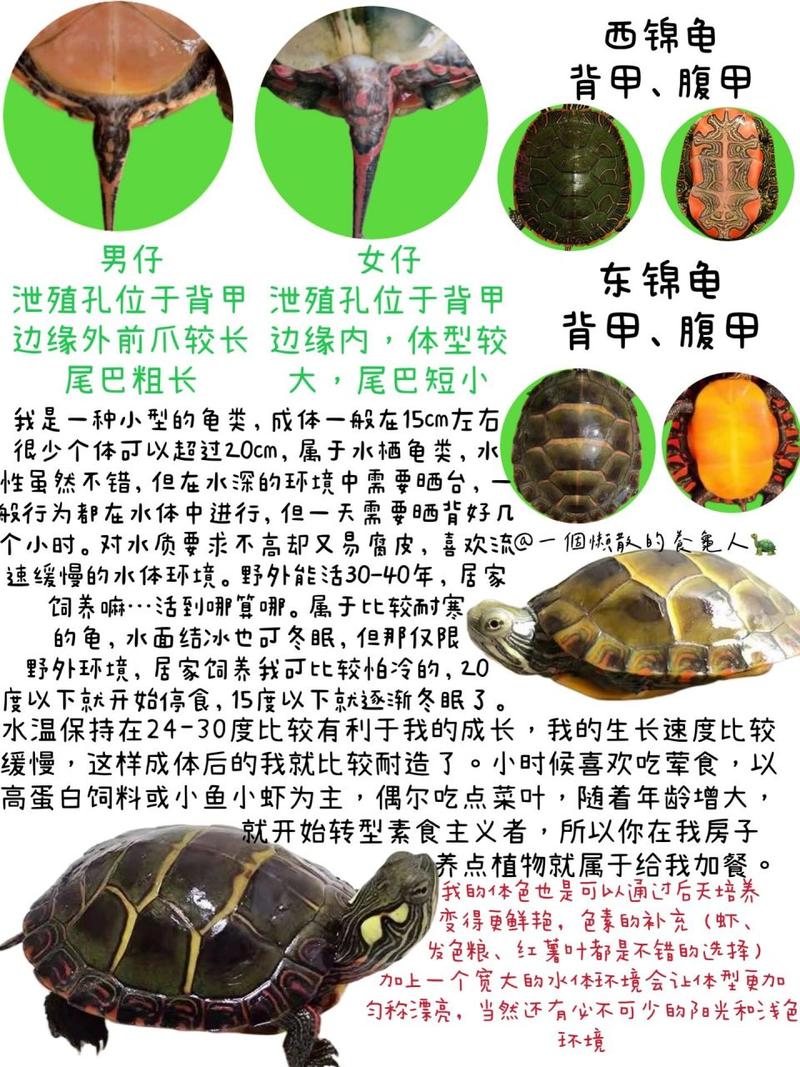 怎么才能给乌龟起名字大全（我想给乌龟起个名字）