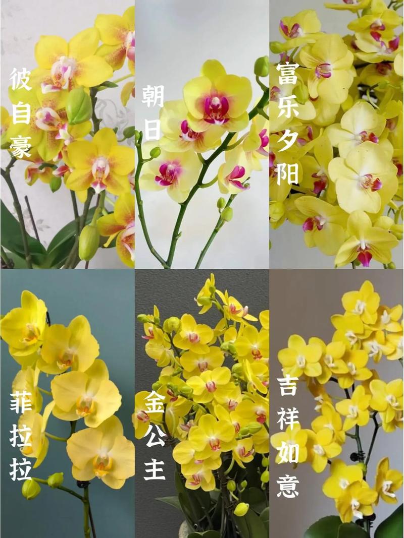 蝴蝶兰名字大全_蝴蝶兰名字大全100个