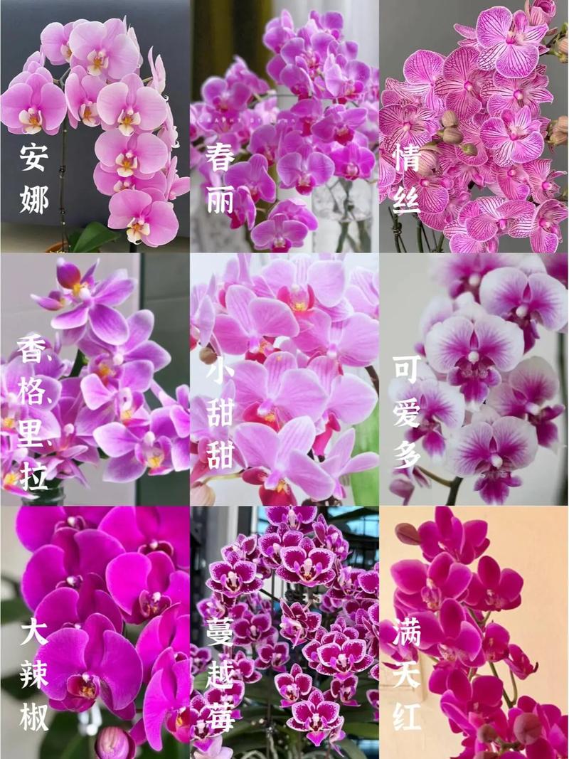 蝴蝶兰名字大全_蝴蝶兰名字大全100个
