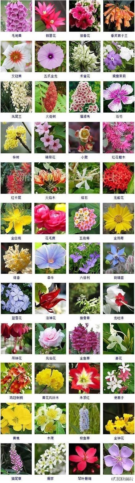 花的品种名字大全_花的种类大全