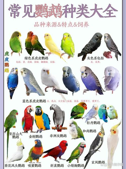 动物起名鹦鹉名字大全（鹦鹉名字大全一对好听）