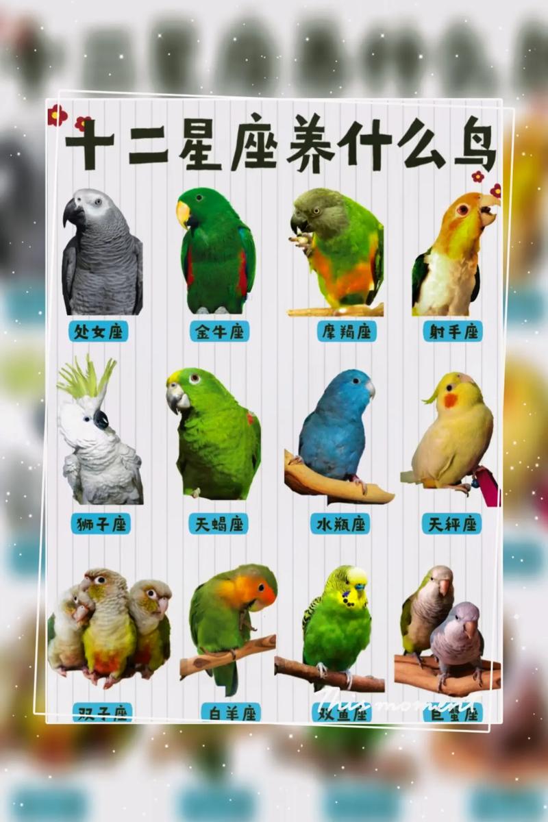 动物起名鹦鹉名字大全（鹦鹉名字大全一对好听）