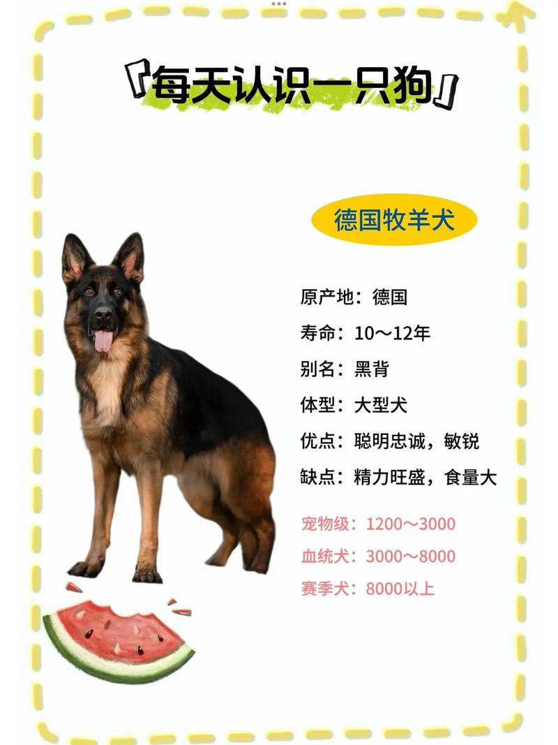 各种牧羊犬及名字大全_牧羊犬名称