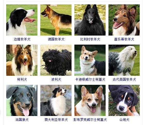各种牧羊犬及名字大全_牧羊犬名称