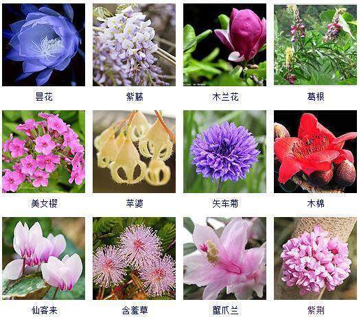 喜欢碱性土壤的花卉名称大全_喜欢碱性土壤的花卉名称大全图片