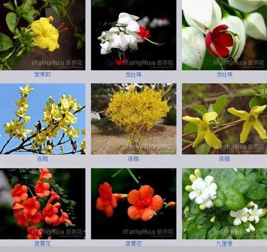喜欢碱性土壤的花卉名称大全_喜欢碱性土壤的花卉名称大全图片