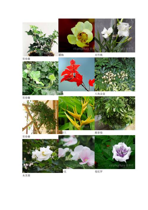 喜欢碱性土壤的花卉名称大全_喜欢碱性土壤的花卉名称大全图片