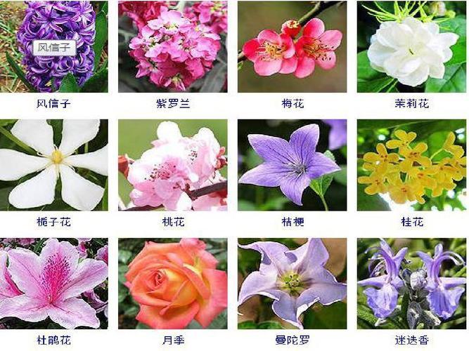 各种花卉名称大全_常见100种花卉名称