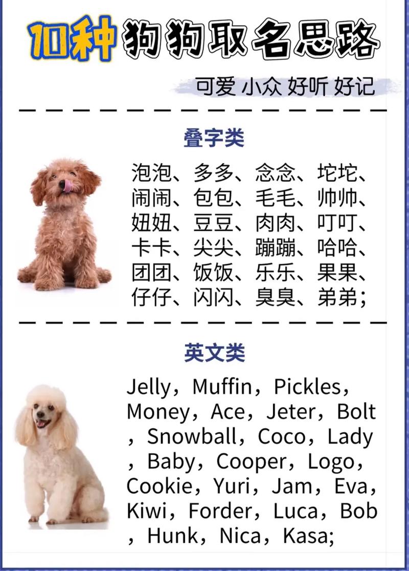 给狗起名起名字大全女（狗名字大全 洋气的女名字）