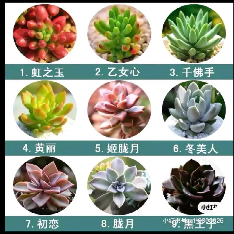 多肉植物店名字大全_多肉植物店名字大全四个字