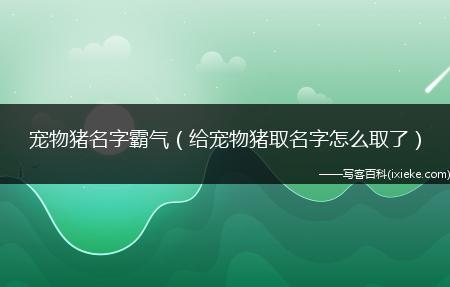给宠物小猪起名字大全_给宠物小猪起名字大全四个字