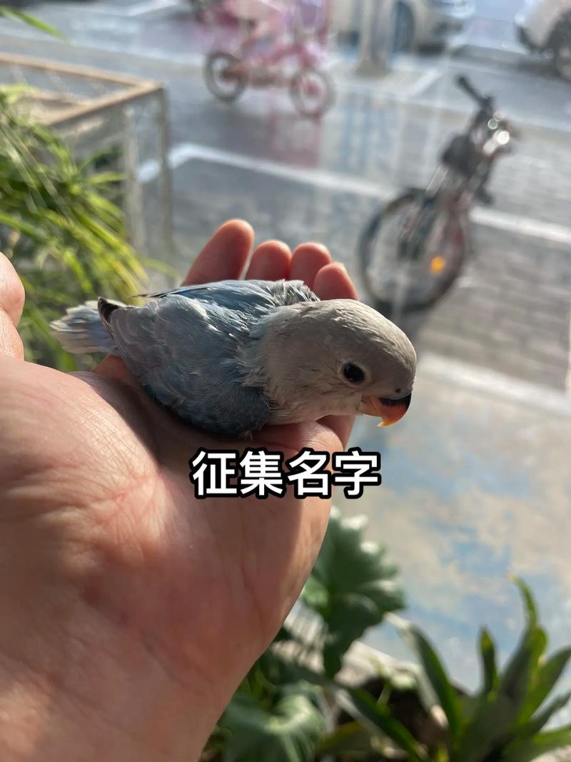牡丹鸟起名字大全霸气_牡丹鸟起名字大全霸气两个字
