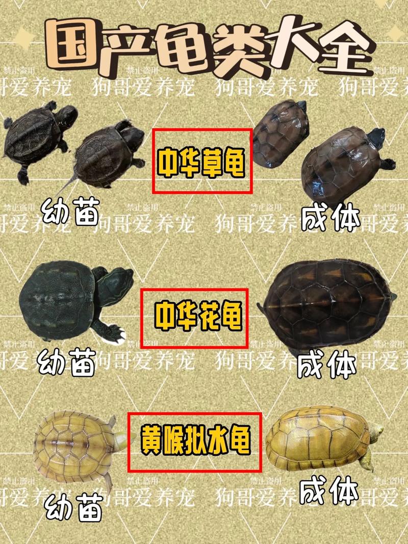 怎么才能给乌龟起名字大全_怎么才能给乌龟起名字大全呢