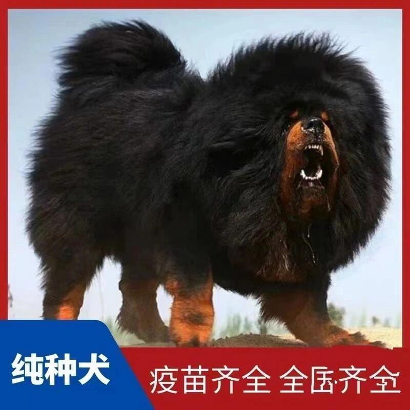给雪獒起名字大全霸气_给雪獒起名字大全霸气两个字