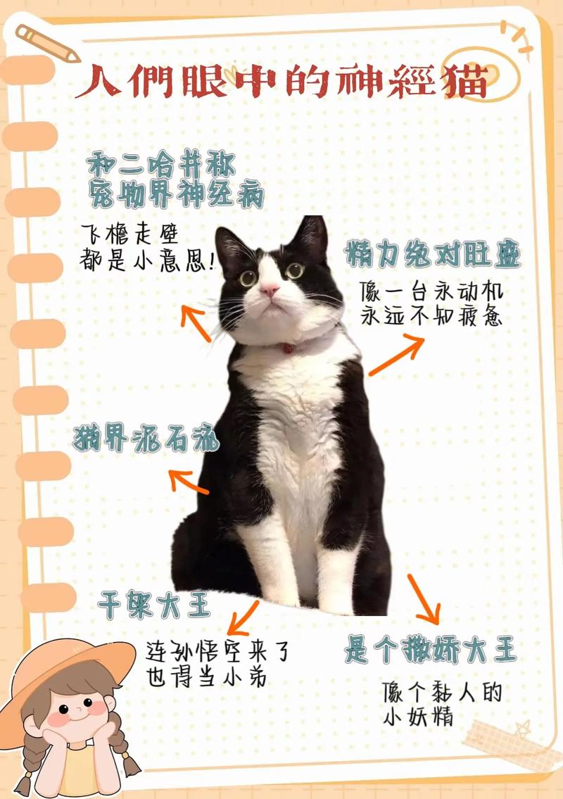 黑白配色的猫起名字大全_黑白配色的猫起名字大全女