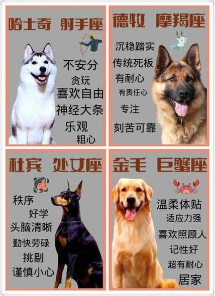 如何给金毛起名字大全_如何给金毛起名字大全好听