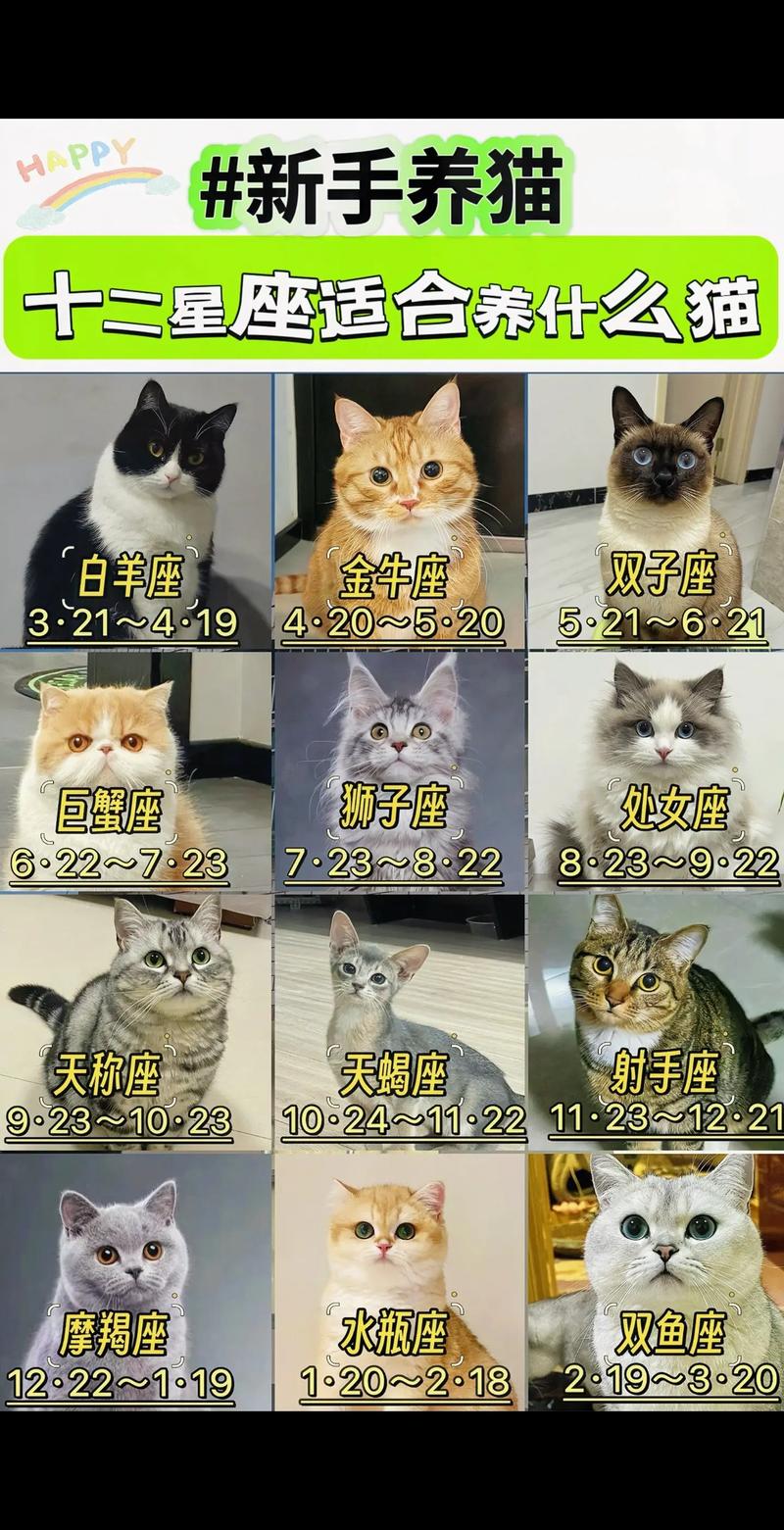 十二星座给猫起名字大全_十二星座给猫起名字大全女