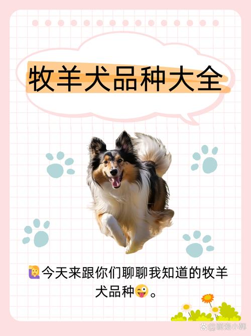 牧羊犬起名字大全温顺_牧羊犬起名字大全温顺霸气