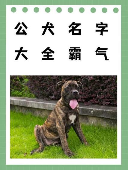 牧羊犬起名字大全温顺_牧羊犬起名字大全温顺霸气