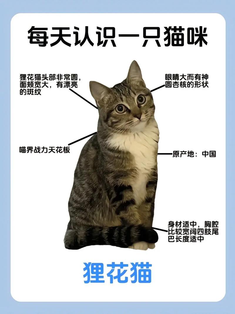 如何给狸花猫起名字大全_如何给狸花猫起名字大全四个字