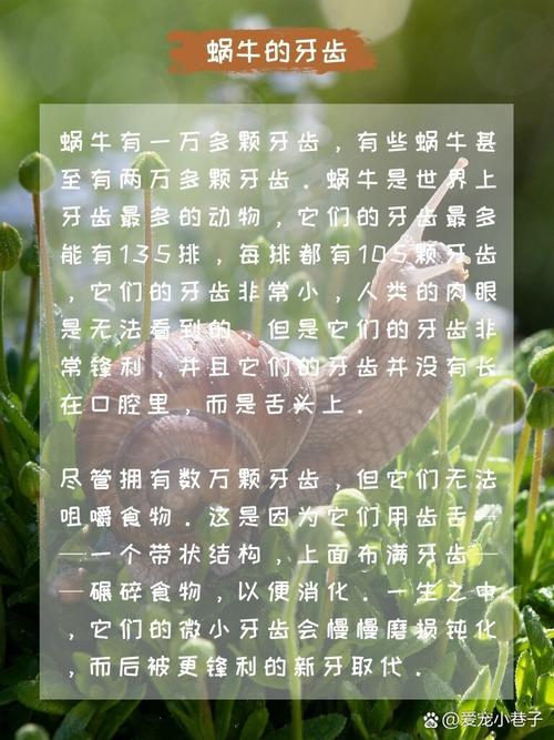 我想给蜗牛起名字大全_我想给蜗牛起名字大全四个字