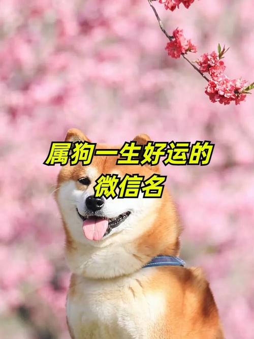 属狗开饭店起名字大全集_属狗开饭店起名字大全集四个字