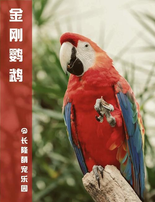 怎么给金刚鹦鹉起名字大全_怎么给金刚鹦鹉起名字大全好听