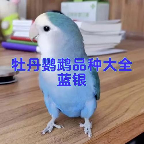 怎么给蓝色鹦鹉起名字大全_怎么给蓝色鹦鹉起名字大全好听