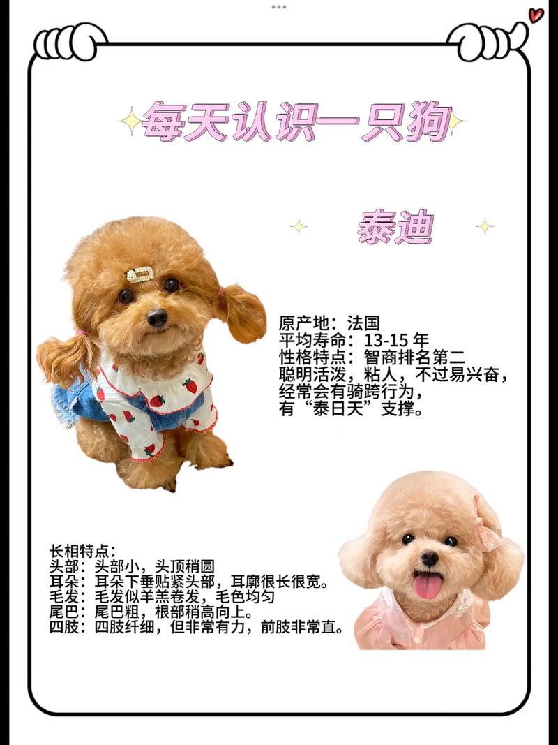 小泰迪狗狗起名字大全_一生旺主人的狗名