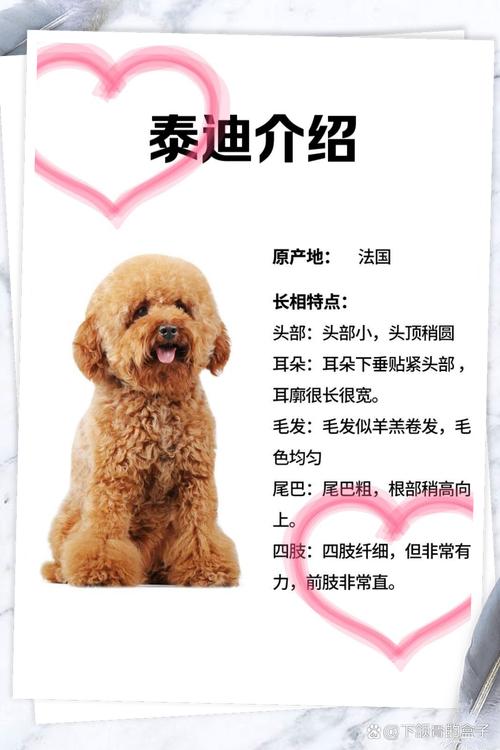 小泰迪狗狗起名字大全_一生旺主人的狗名