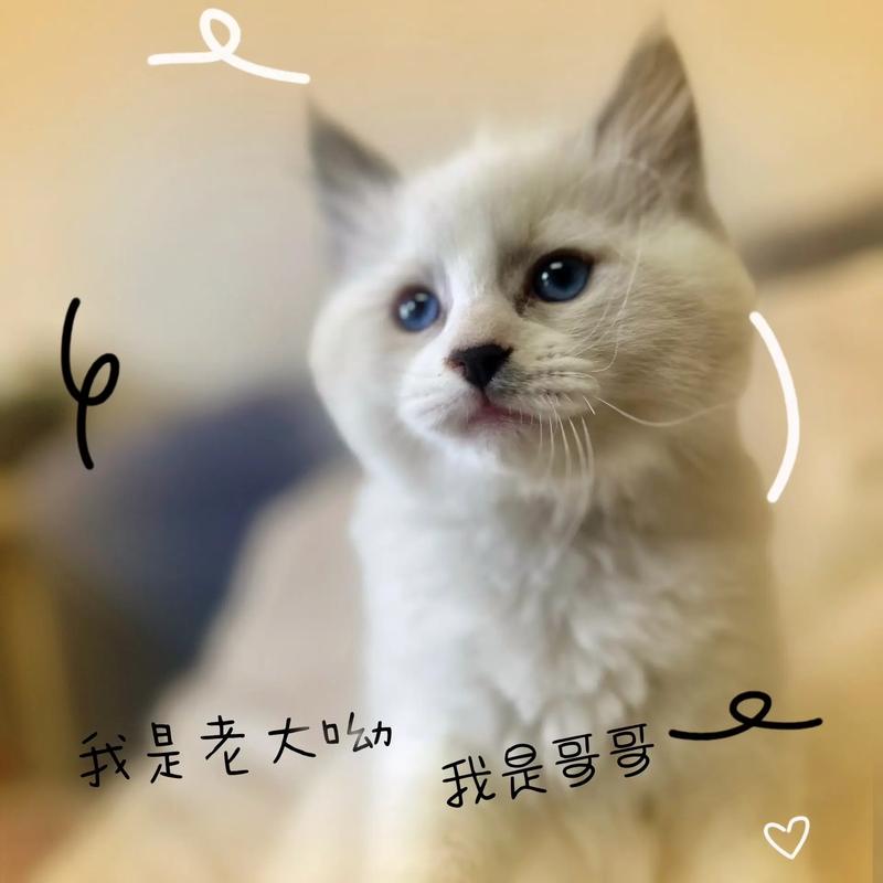 猫哥哥给妹妹起名字大全_猫哥哥给妹妹起名字大全四个字