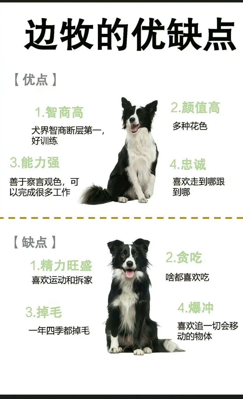 给边牧幼犬起名字大全_给边牧幼犬起名字大全四个字