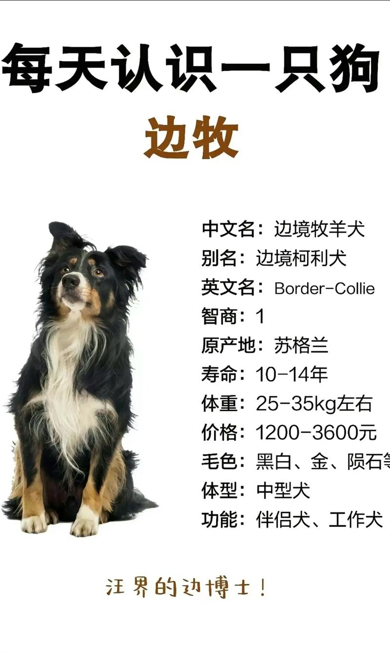 给边牧幼犬起名字大全_给边牧幼犬起名字大全四个字