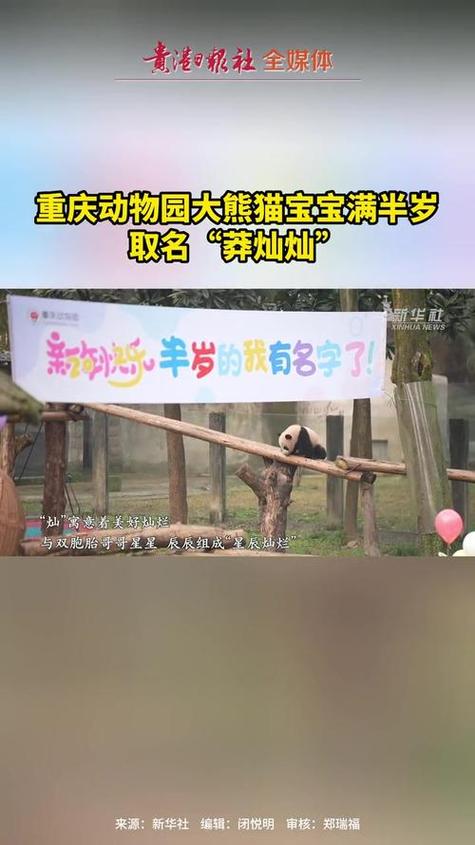 熊猫起名取名宝宝起名字_熊猫起名取名宝宝起名字大全