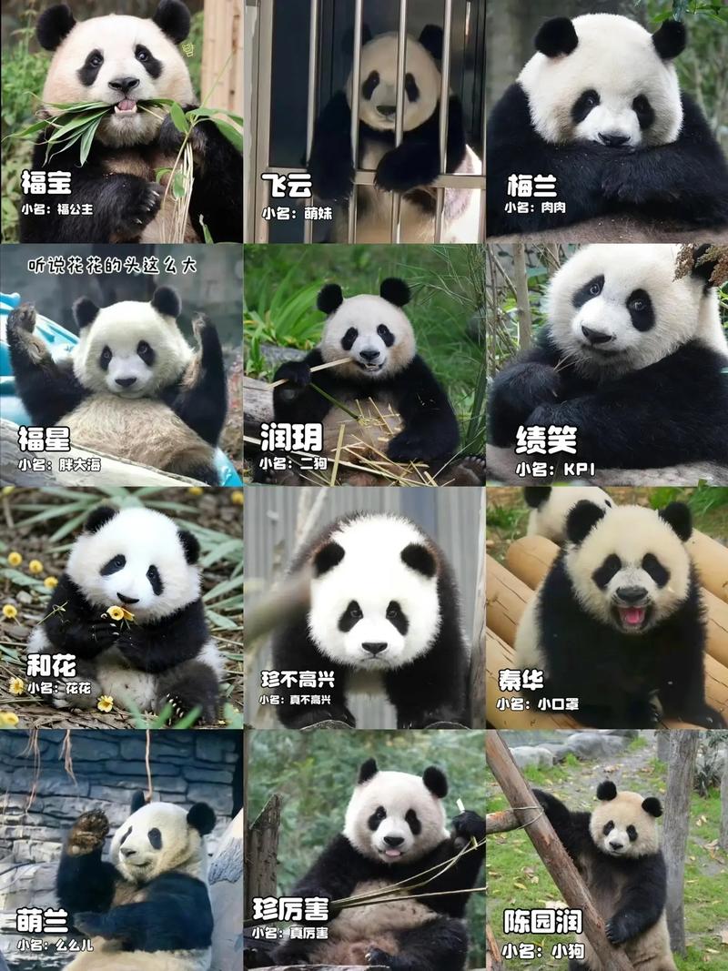 熊猫起名取名宝宝起名字_熊猫起名取名宝宝起名字大全