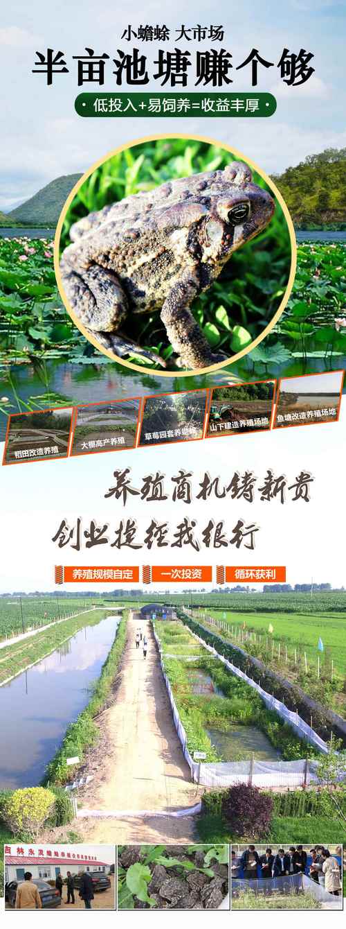 蟾蜍养殖公司起名字怎样_