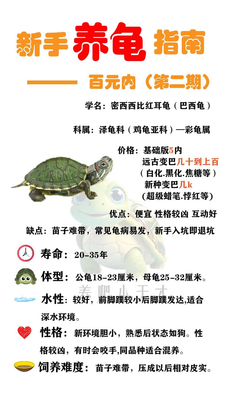 龟宝宝起名字_龟宝宝起名字大全