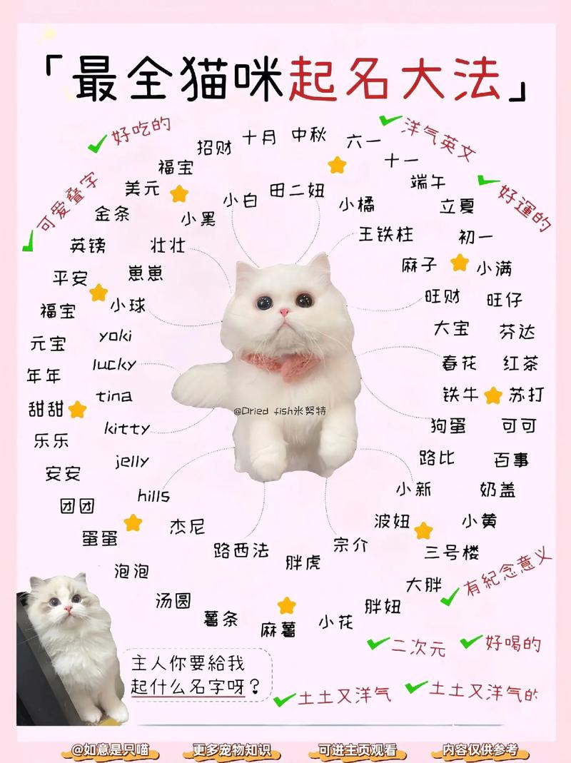 一只猫咪怎么起名字大全_一只猫咪怎么起名字大全两个字