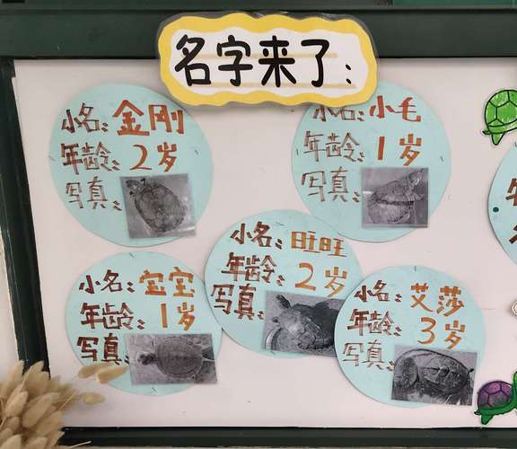 乌龟宝宝起名字_乌龟宝宝起名字大全