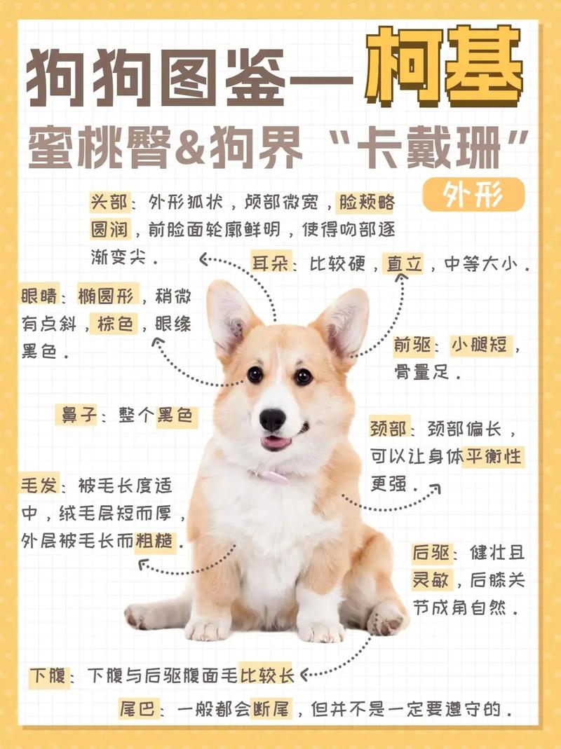 柯基母犬起名字大全可爱_柯基母犬起名字大全可爱两个字