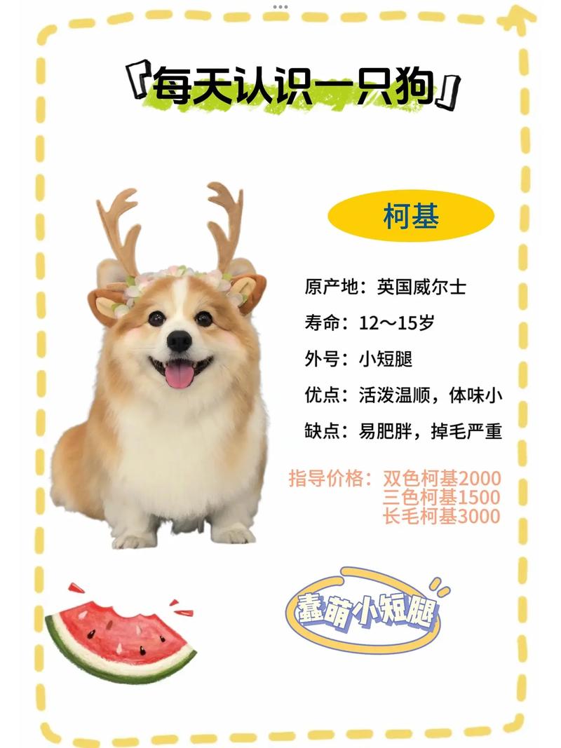 柯基母犬起名字大全可爱_柯基母犬起名字大全可爱两个字