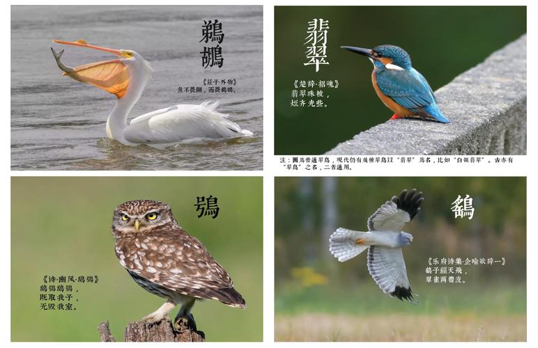 小鸟起名字宝宝_小鸟起名字宝宝怎么起