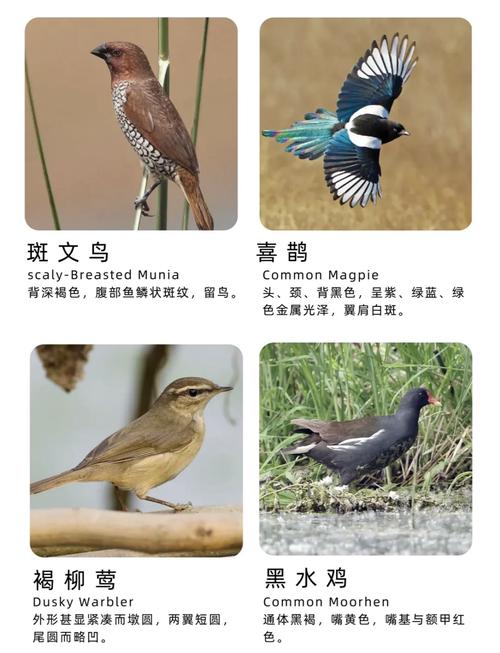 小鸟起名字宝宝_小鸟起名字宝宝怎么起
