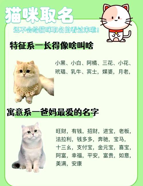 男朋友帮我的猫起名字大全_男朋友帮我的猫起名字大全两个字