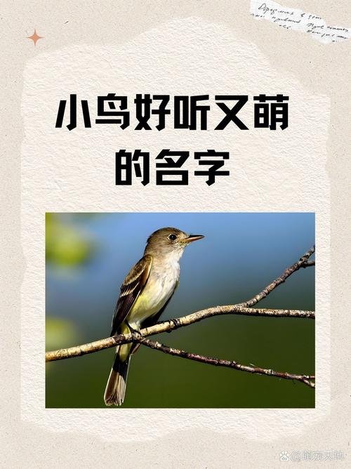 如何给五只小鸟起名字大全_如何给五只小鸟起名字大全四个字