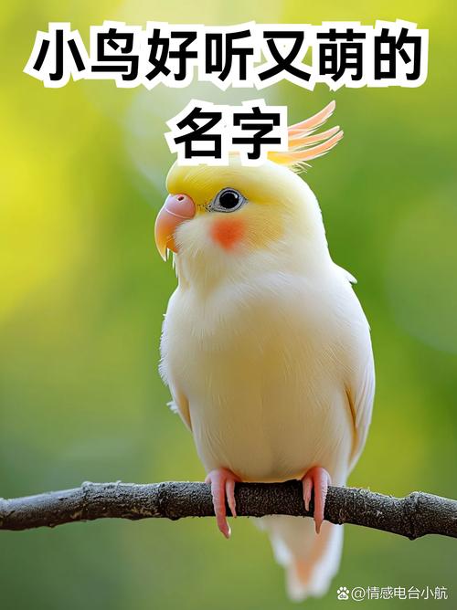 如何给五只小鸟起名字大全_如何给五只小鸟起名字大全四个字