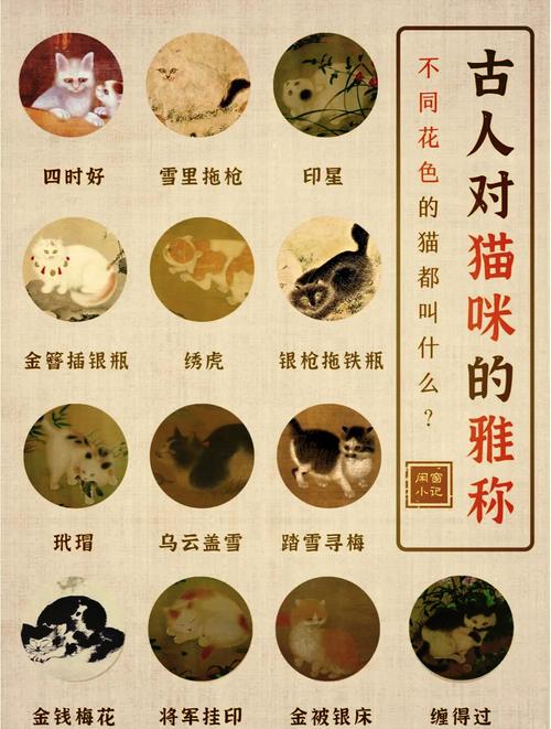 长得像狐狸的猫起名字大全_长得像狐狸的猫起名字大全女