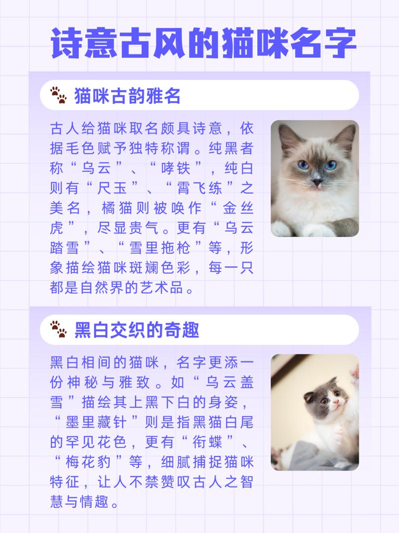 长得像狐狸的猫起名字大全_长得像狐狸的猫起名字大全女