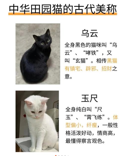 长得像狐狸的猫起名字大全_长得像狐狸的猫起名字大全女